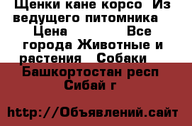 Щенки кане корсо! Из ведущего питомника! › Цена ­ 60 000 - Все города Животные и растения » Собаки   . Башкортостан респ.,Сибай г.